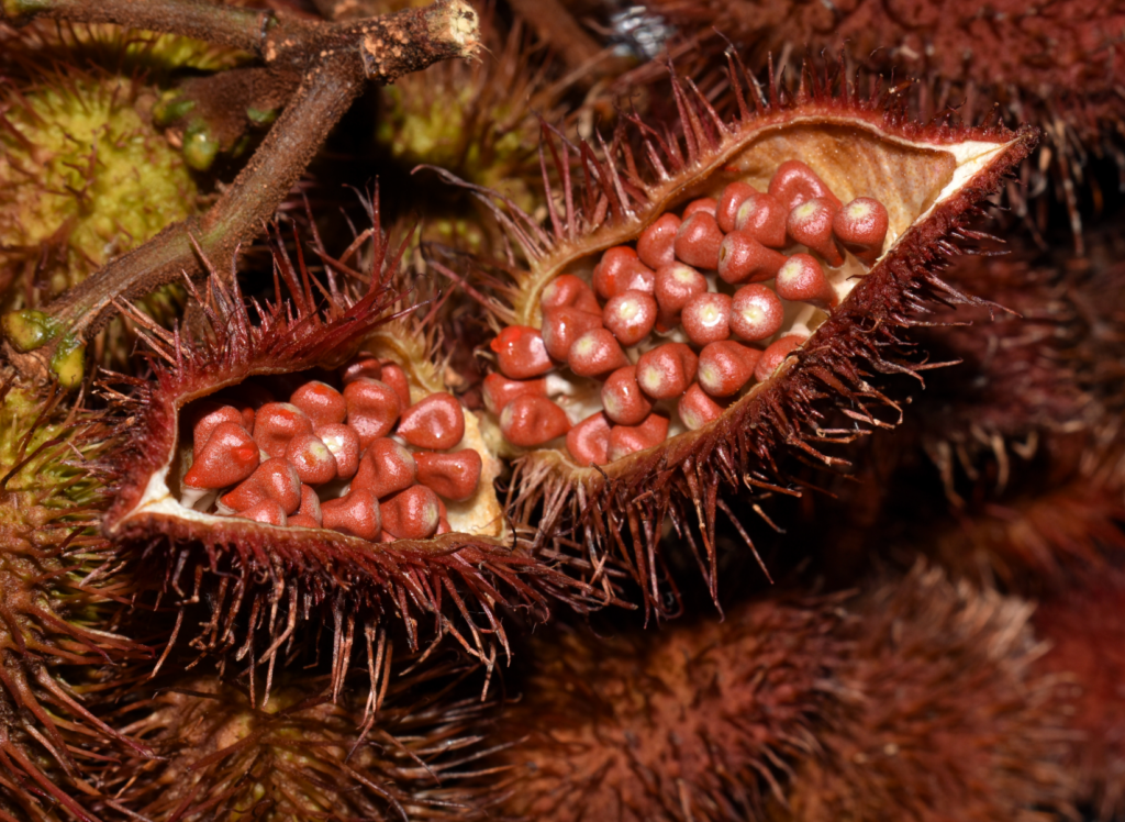Monoï de Tahiti Roucou Natural 1 Semillas de roucou (Bixa orellana) en cápsula frutal abierta: fuente natural del extracto de roucou en las fórmulas cosméticas de Anakena con Monoï de Tahiti.