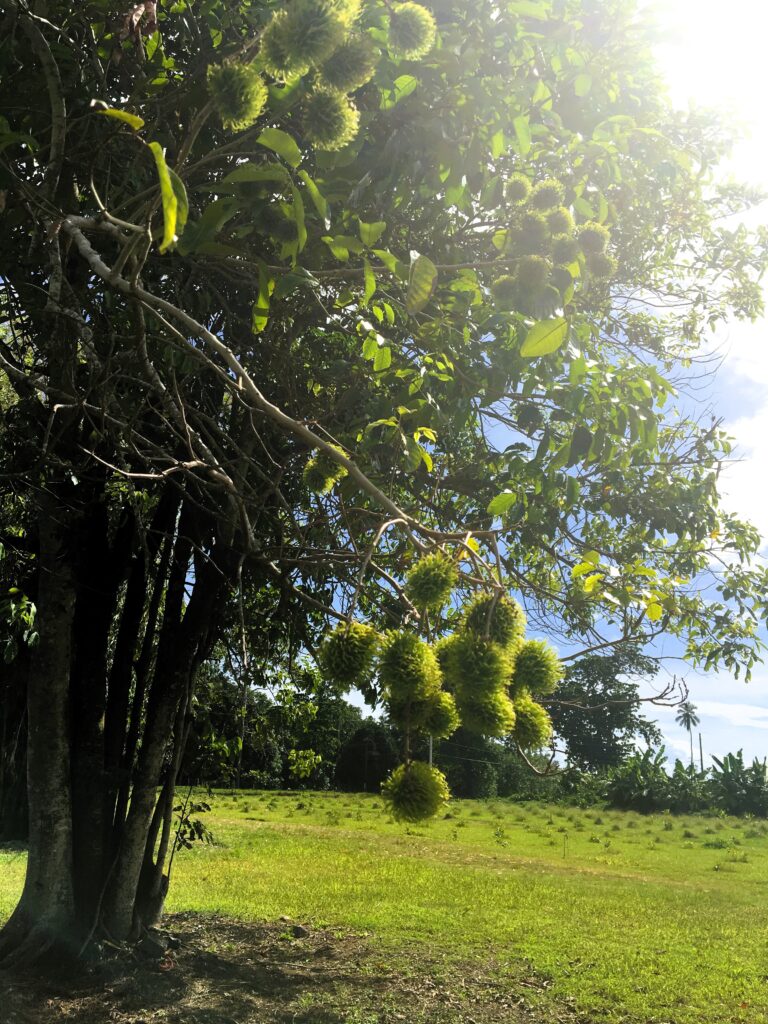 Monoï de Tahití Natural Roucou 3 Bixa orellana (árbol de roucou) en una plantación de nuestro fabricante de materias primas en Tahití.