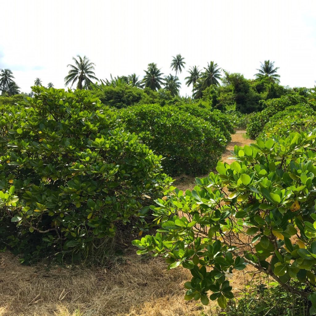Plantation Tiare Tahiti