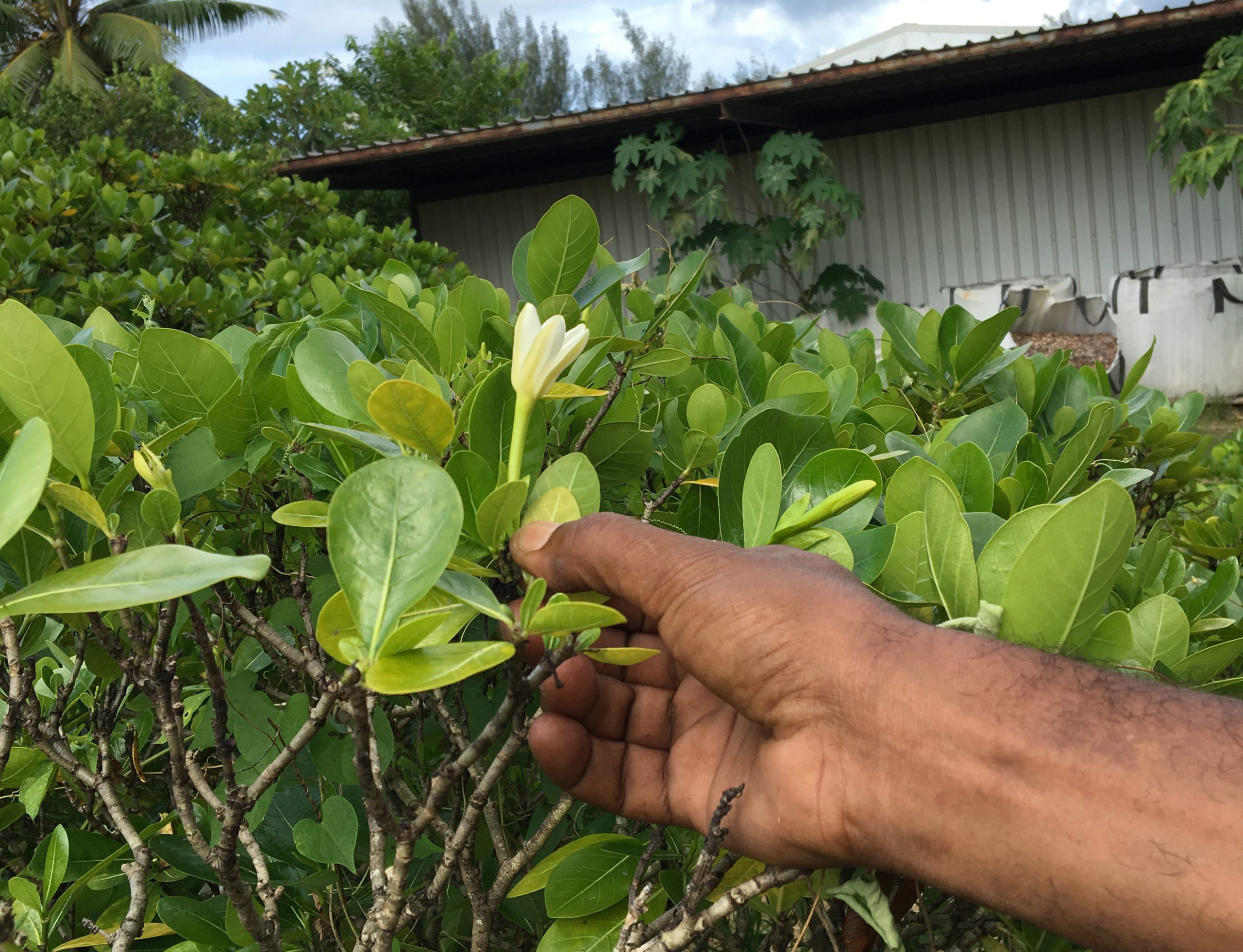 IMG 3063 gardenia tahitensis, dettaglio ingrandito